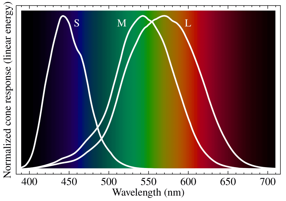 Graph showing the spectral sensitivity curves of the three types of human cone cells (S, M, L) overlaid on the visible light spectrum