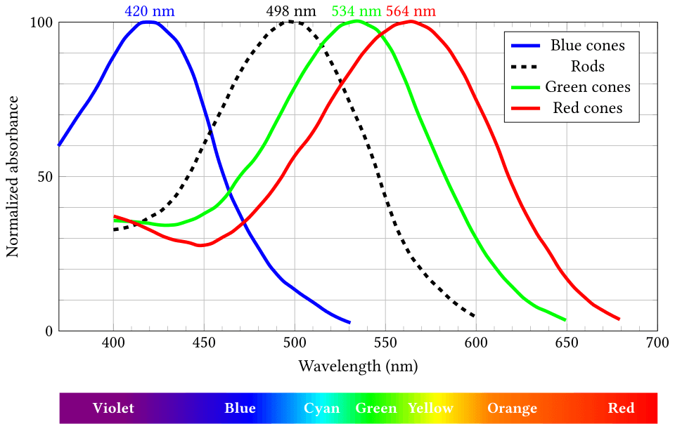 Diagram showing how the three cone types in the human eye respond to different wavelengths of light