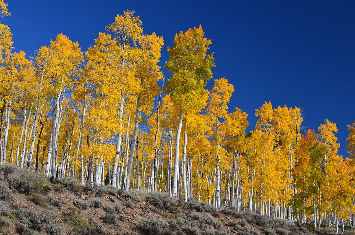 Pando in autumn โ a vast grove of golden quaking aspens, all genetically identical and connected by a single root system, in Fishlake National Forest, Utah.