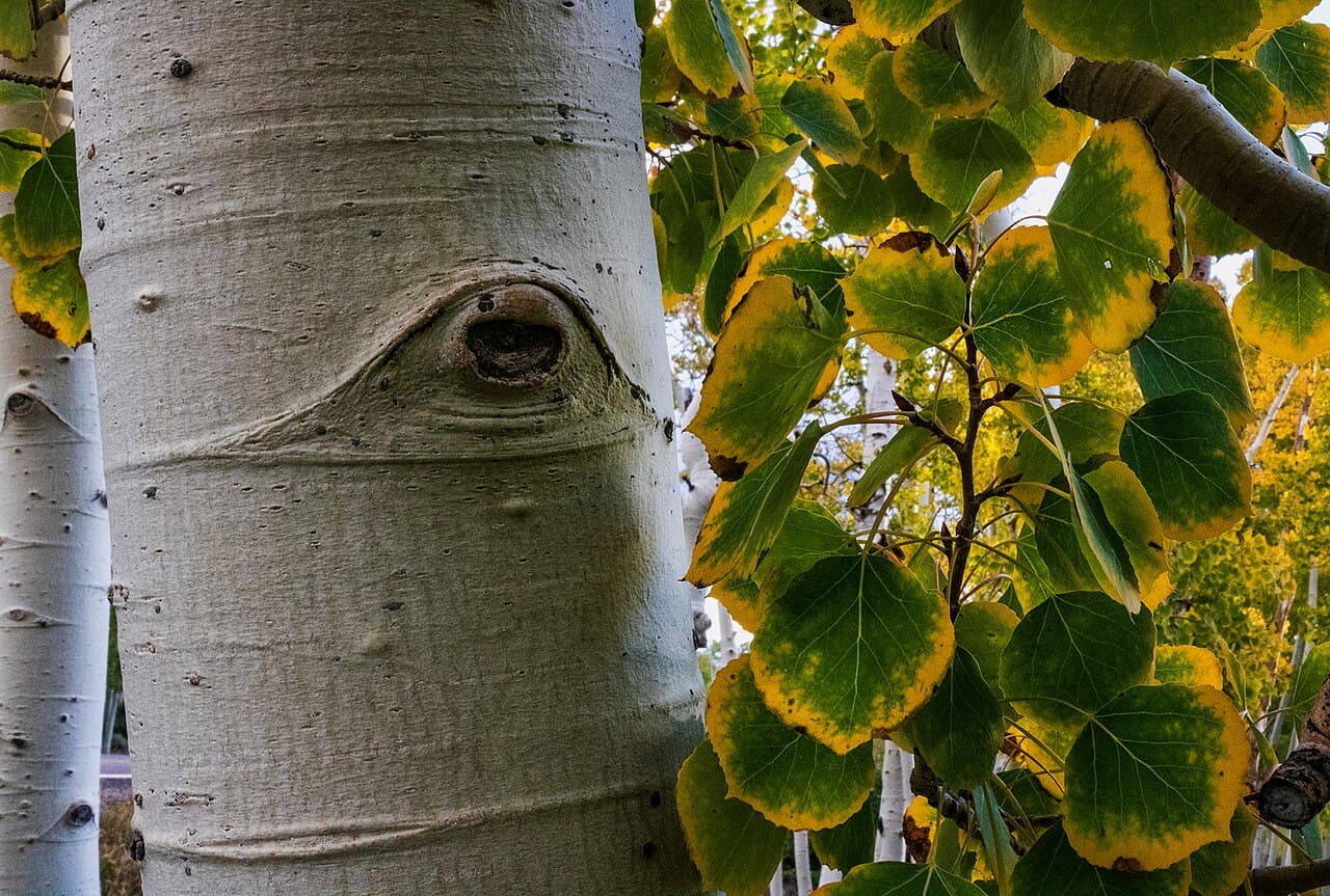Close-up of Pando's distinctive white-trunked aspens showing the characteristic black eye-shaped markings on the bark.