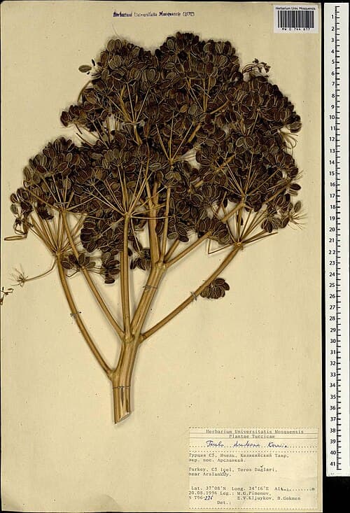 Herbarium specimen of Ferula drudeana showing a tall pressed plant with grooved stalks and umbels.